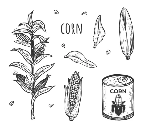 トウモロコシの収穫と調理された製品ファームセットのベクトルイラスト 農業プラント 手描きのヴィンテージスタイル — ストックベクタ