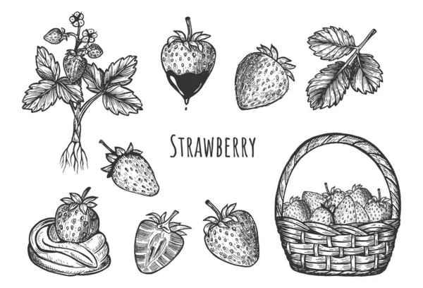 Illustration Vectorielle Jeu Baies Fraise Dans Panier Célibataire Moitié Chocolat Illustration De Stock