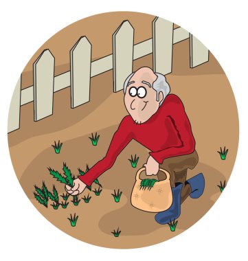 Onun bahçesinden karahindiba yaprak toplarken yaşlı bir adam karikatür çizimi