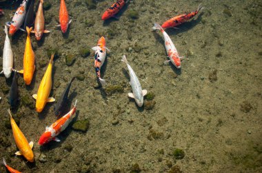Koi park gölünde rahatça oynuyor.