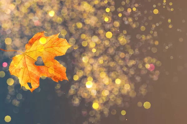 Autumn scenery with blurred background. falling leaf with bokeh — Stock Photo, Image