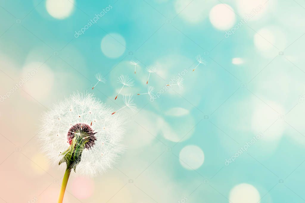 Dandelion seeds being carried by the wind with a blurred pink bl