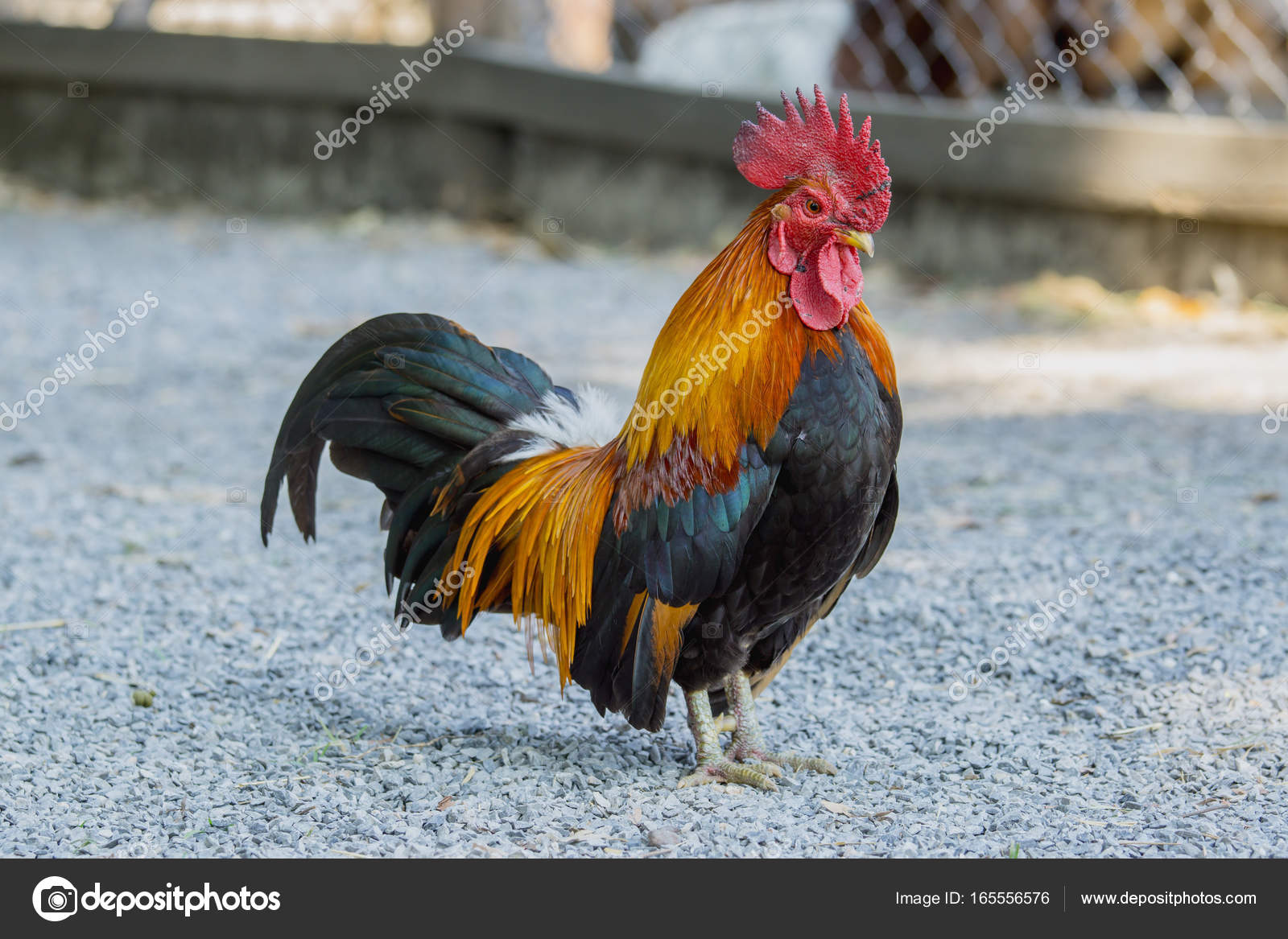 Portrait of bantam chickens — Stock Photo © lamyai 165556576