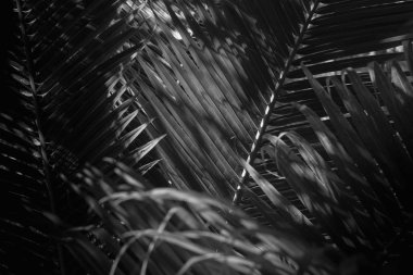 Hindistan cevizi yaprak beyaz ve siyah arka plan.