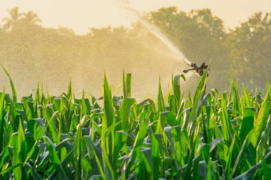 su springer tarafından Mısır tarlasında tarım Bahçe Sulama