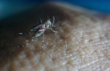 Sivrisinek deride koyu tonu