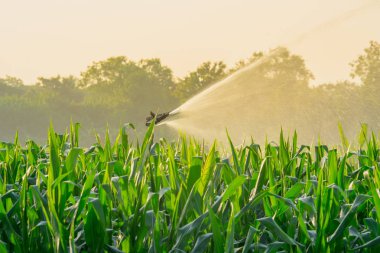 su springer tarafından Mısır tarlasında tarım Bahçe Sulama