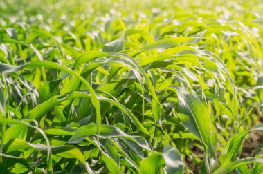 Tarım bahçesindeki yeşil mısır tarlası