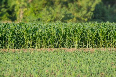 Tarım bahçesindeki yeşil mısır tarlası