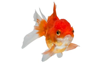 beyaz arkaplanda izole edilmiş japon balığı.