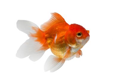 beyaz arkaplanda izole edilmiş japon balığı.