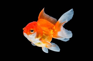 Japon balığı siyah arkaplanda izole edilmiş..