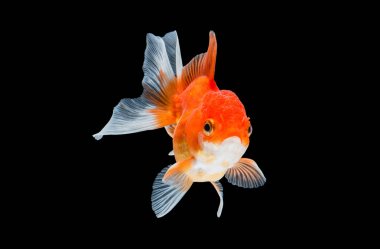 Japon balığı siyah arkaplanda izole edilmiş..