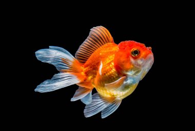 Japon balığı siyah arkaplanda izole edilmiş..