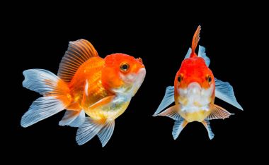 Japon balığı siyah arkaplanda izole edilmiş..