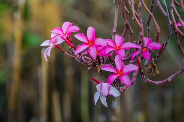 Pembe çiçek frangipani doğa arka plan üzerinde — Stok fotoğraf