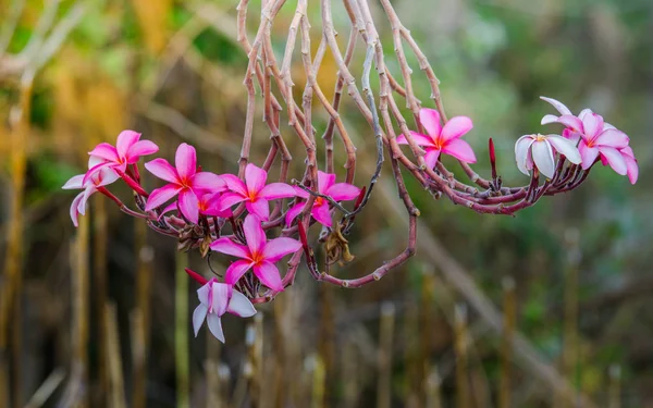 Fiore rosa frangipani su sfondo natura — Foto Stock