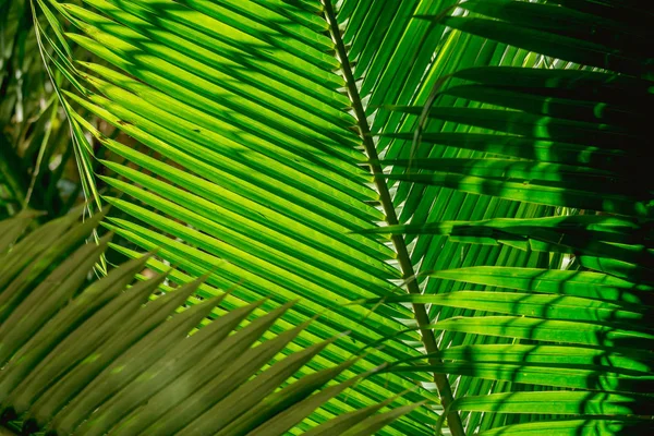 Fondo abstracto de hoja de palma de coco oscura — Foto de Stock