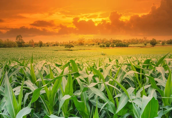 Campo de maíz verde en el jardín agrícola — Foto de Stock