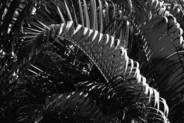 white and black abstract background of coconut leaf.