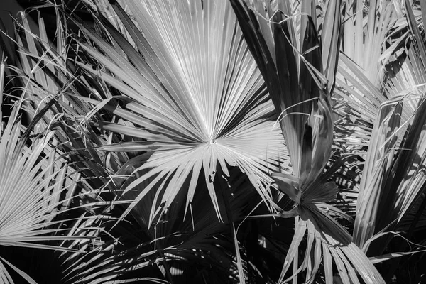 Hindistan cevizi yaprak beyaz ve siyah arka plan.