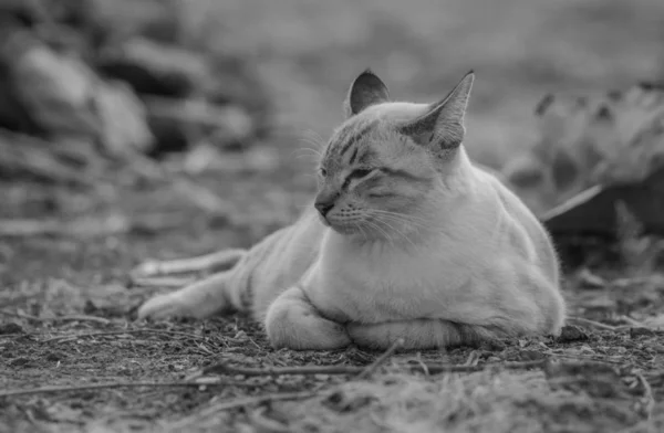 Retrato en blanco y negro de gato Tailandia en el suelo — Foto de Stock
