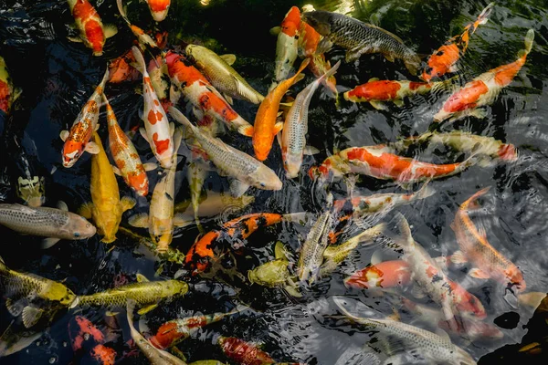 Koi fish, Fancy Carp fish swimming in The pond