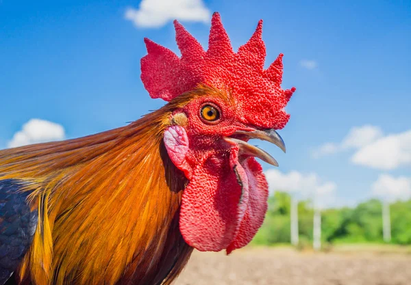 Portrait of bantam chicken, Beautiful colorful cock — Stock Photo, Image