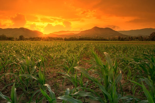 Jovem campo de milho verde no jardim agrícola e luz brilha por do sol — Fotografia de Stock