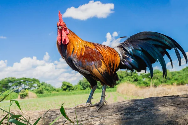 Portrait of bantam chicken, Beautiful colorful cock — Stock Photo, Image