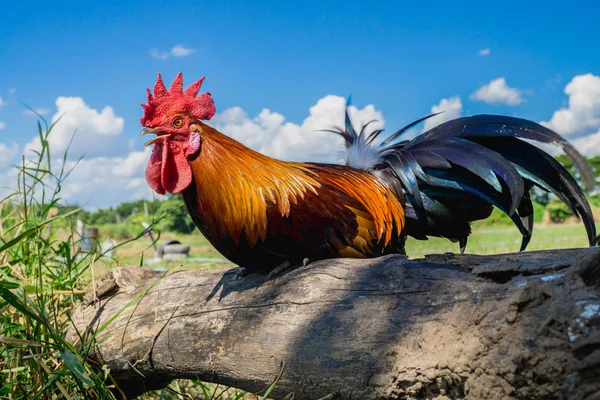 ufak tefek tavuk, güzel renkli horoz portresi