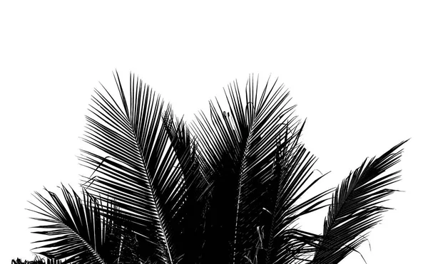 Abstrakcja Biały i czarny kokos liść na białym tle. — Zdjęcie stockowe