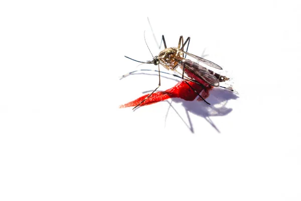 Beyaz arka plan üzerinde kan emme sonra sivrisinek — Stok fotoğraf