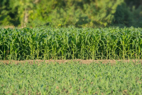 Tarım bahçesindeki yeşil mısır tarlası