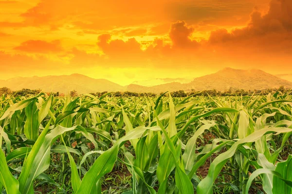 Campo de maíz verde en jardín agrícola al lado de la montaña — Foto de Stock