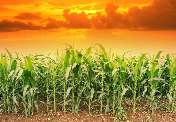 Jeune champ de maïs vert dans le jardin agricole et la lumière brille coucher de soleil — Photo