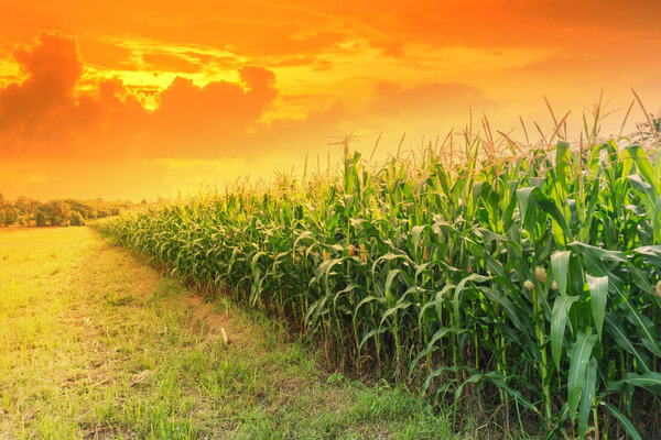 young green corn field in agricultural garden and light shines sunset
