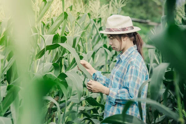 Farmer asian women  inspecting corn in agricultural garden. Plant growth. — Stock Photo, Image