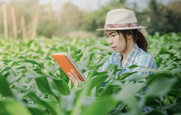Asia kobieta rolnik badanie kukurydzy w rolnictwo ogród. — Zdjęcie stockowe