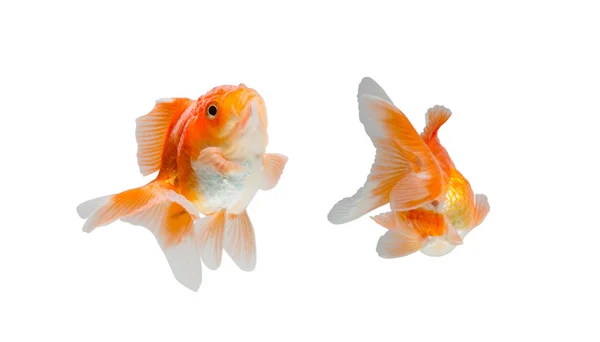 Золота рибка ізольована на білому тлі . — стокове фото