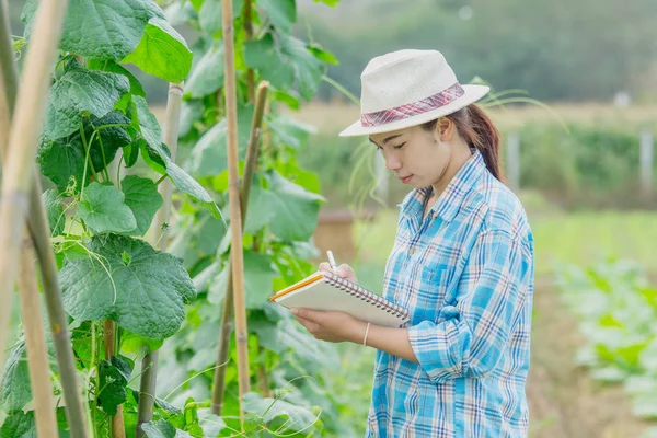 Rolnik azjatyckich kobiet badanie cukinia w ogrodzie rolnych. — Zdjęcie stockowe