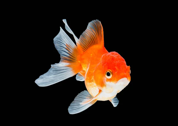 Goldfish isolado no fundo preto. — Fotografia de Stock