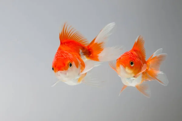 Dos peces de colores saltando sobre un fondo gris . — Foto de Stock