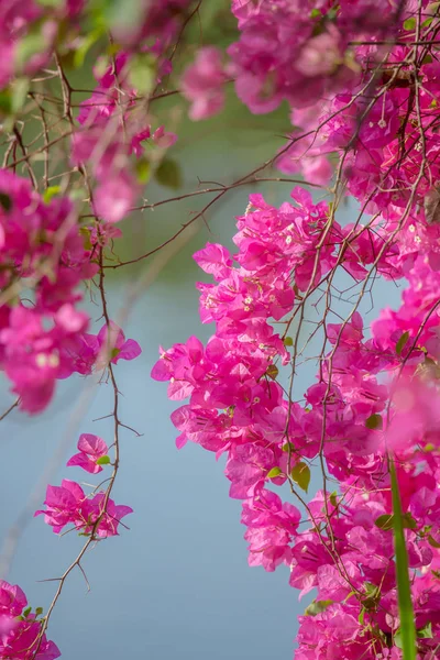 Pembe kağıt çiçek, Begonvil glabra — Stok fotoğraf