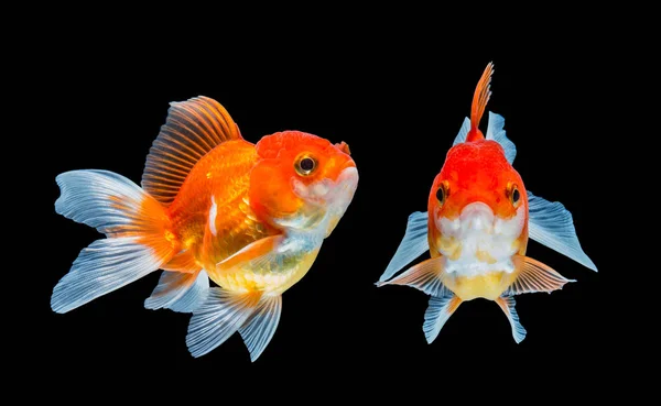 Goldfish isolado no fundo preto. — Fotografia de Stock