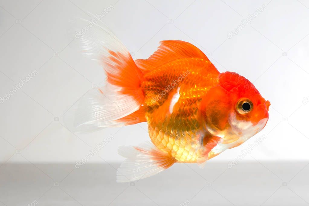 goldfish isolated on white background. 