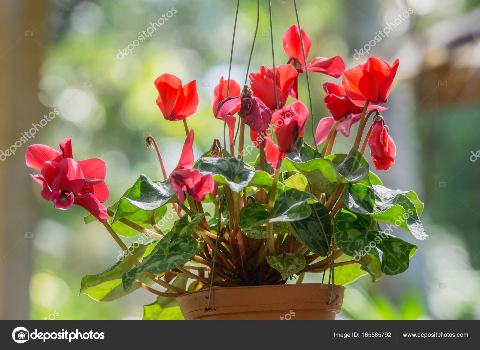 Belas flores vermelhas do ciclame é flores de inverno (Cyclamen persicum )  fotos, imagens de © lamyai #165565792