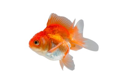 beyaz arkaplanda izole edilmiş japon balığı. 