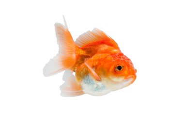 beyaz arkaplanda izole edilmiş japon balığı. 