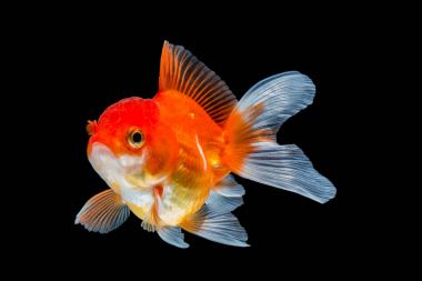 Japon balığı siyah arkaplanda izole edilmiş..